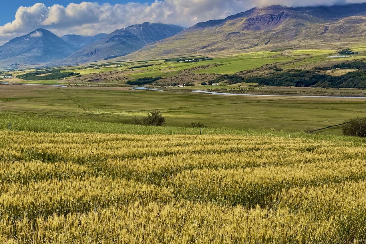 Golden barley field in the foreground with a green valley and mountains in the background