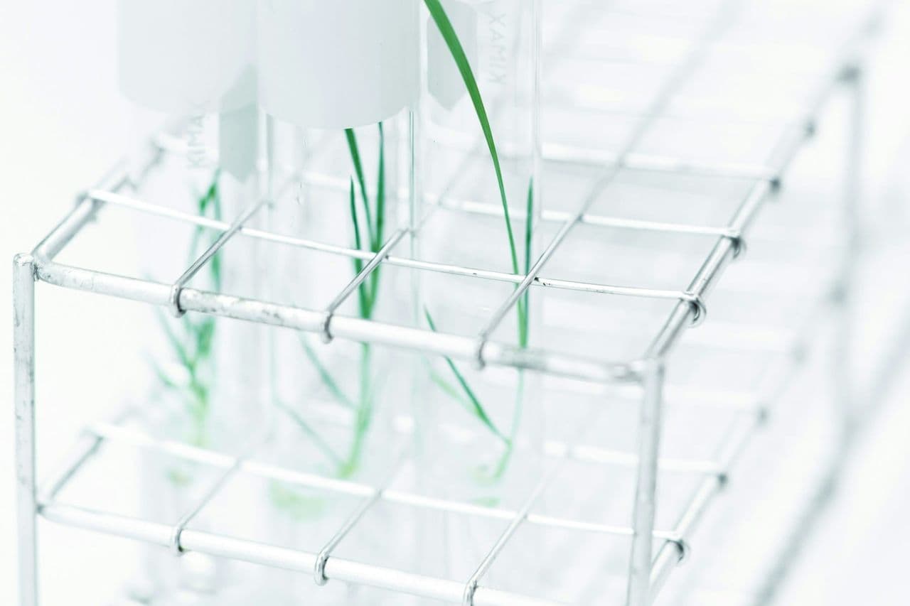 barley-seedlings-lab